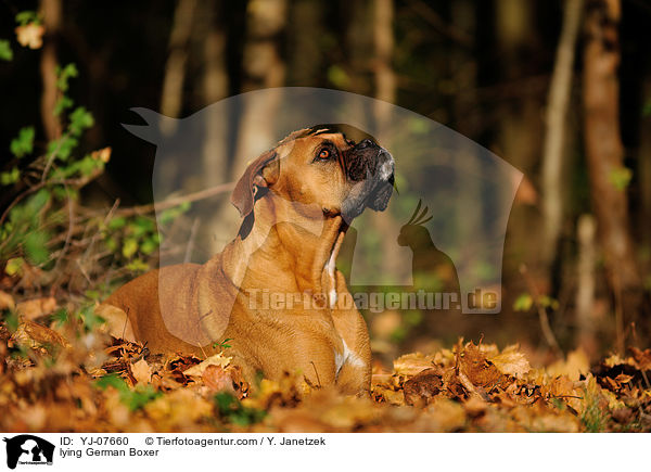 liegender Deutscher Boxer / lying German Boxer / YJ-07660