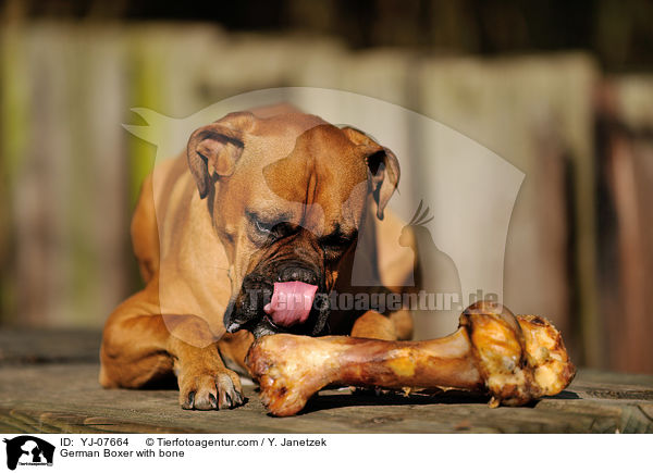 Deutscher Boxer mit Knochen / German Boxer with bone / YJ-07664