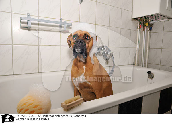 Deutscher Boxer in der Wanne / German Boxer in bathtub / YJ-07729