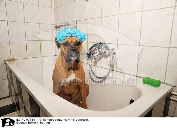 Deutscher Boxer in der Wanne / German Boxer in bathtub / YJ-07734