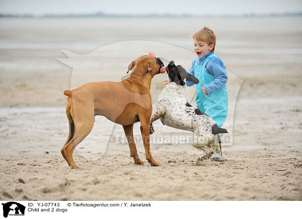 kind und 2 Hunde / Child and 2 dogs / YJ-07743