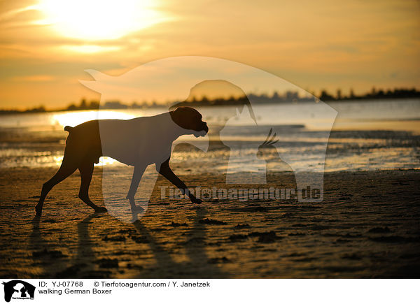 laufender Deutscher Boxer / walking German Boxer / YJ-07768