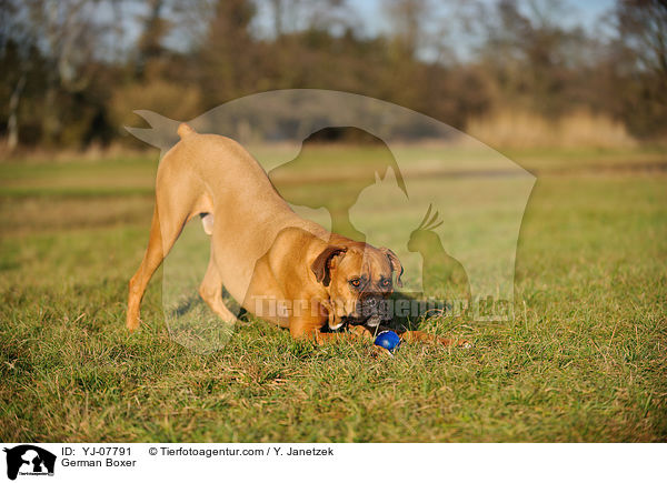 Deutscher Boxer / German Boxer / YJ-07791