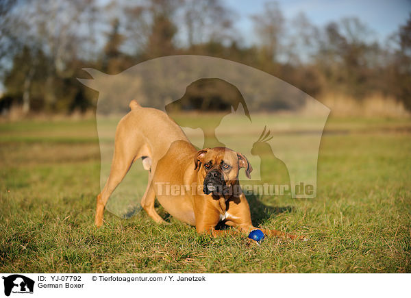 Deutscher Boxer / German Boxer / YJ-07792