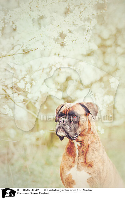 Deutscher Boxer Portrait / German Boxer Portrait / KMI-04042