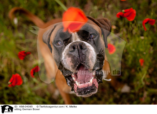 sitzender Deutscher Boxer / sitting German Boxer / KMI-04085