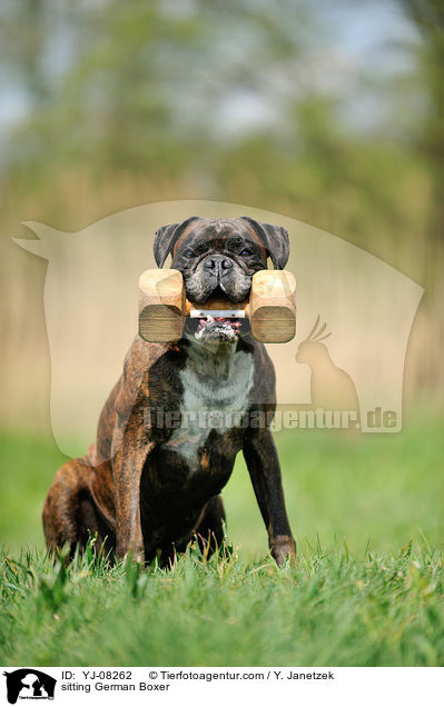 sitzender Deutscher Boxer / sitting German Boxer / YJ-08262