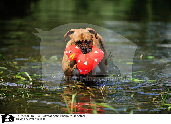 spielender Deutscher Boxer / playing German Boxer / YJ-08316