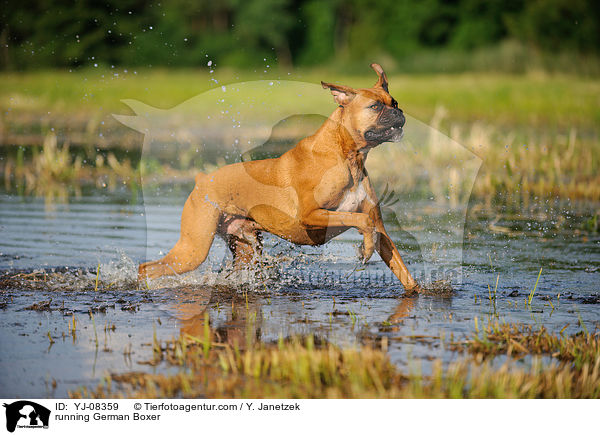 rennender Deutscher Boxer / running German Boxer / YJ-08359