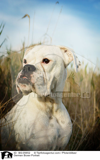 Deutscher Boxer Portrait / German Boxer Portrait / BS-05652