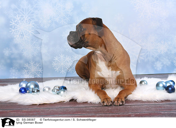 liegender Deutscher Boxer / lying German Boxer / SS-38087