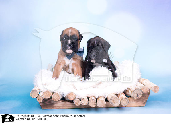 Deutscher Boxer Welpen / German Boxer Puppies / YJ-09440