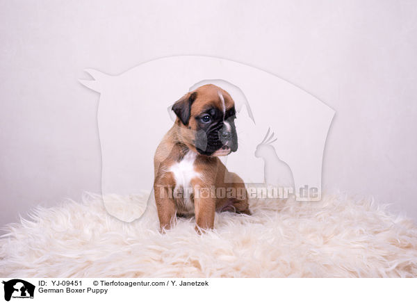 Deutscher Boxer Welpe / German Boxer Puppy / YJ-09451