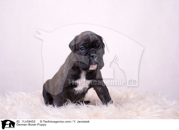 Deutscher Boxer Welpe / German Boxer Puppy / YJ-09452