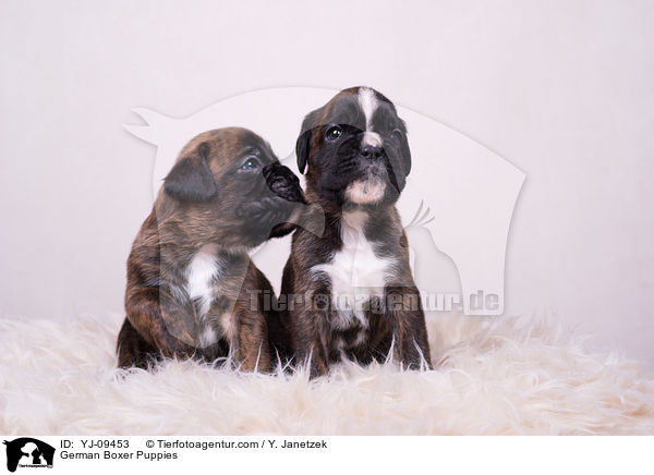 Deutscher Boxer Welpen / German Boxer Puppies / YJ-09453