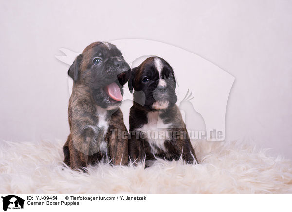 Deutscher Boxer Welpen / German Boxer Puppies / YJ-09454