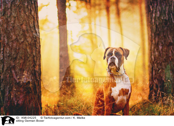 sitzender Deutscher Boxer / sitting German Boxer / KMI-04225