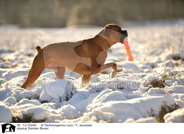 spielender Deutscher Boxer / playing German Boxer / YJ-10240