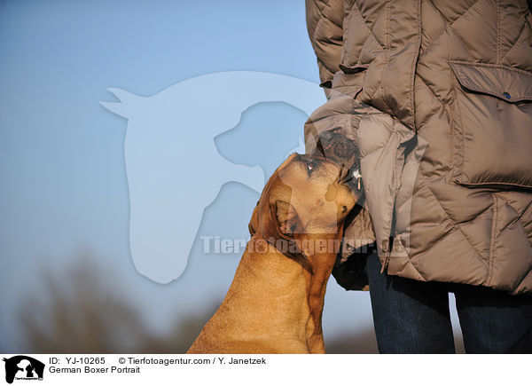 Deutscher Boxer Portrait / German Boxer Portrait / YJ-10265