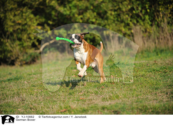 Deutscher Boxer / German Boxer / YJ-10882