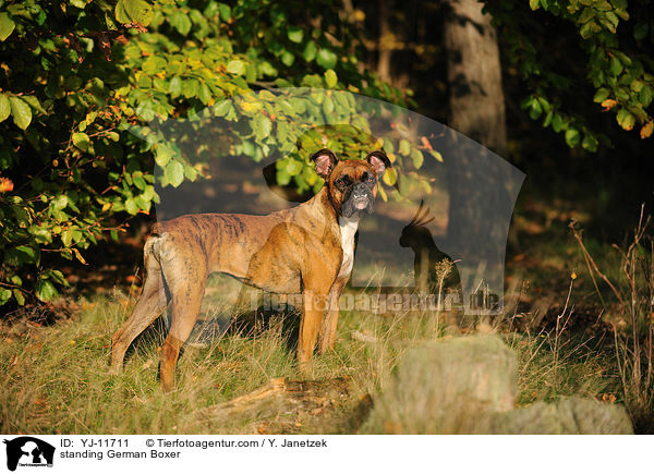 stehender Deutscher Boxer / standing German Boxer / YJ-11711