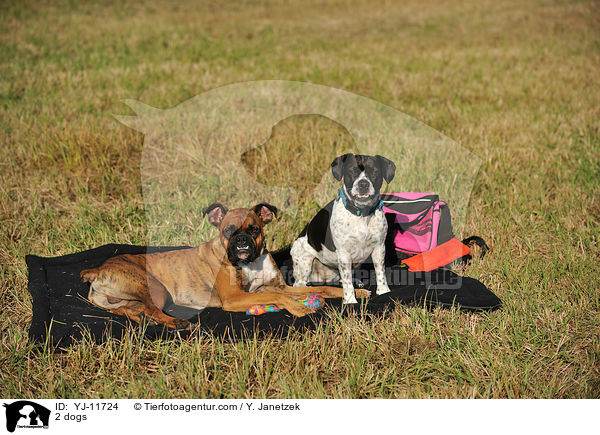 2 Hunde / 2 dogs / YJ-11724