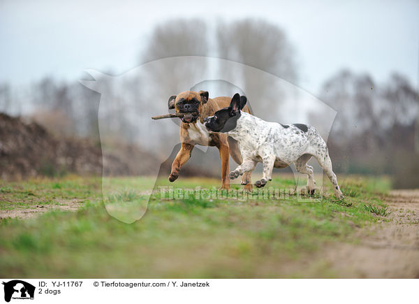 2 Hunde / 2 dogs / YJ-11767