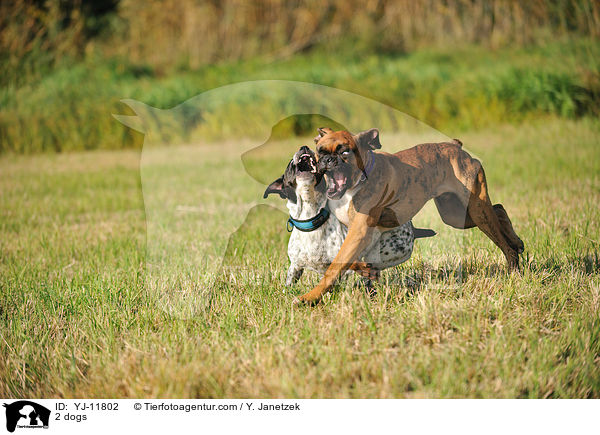 2 Hunde / 2 dogs / YJ-11802