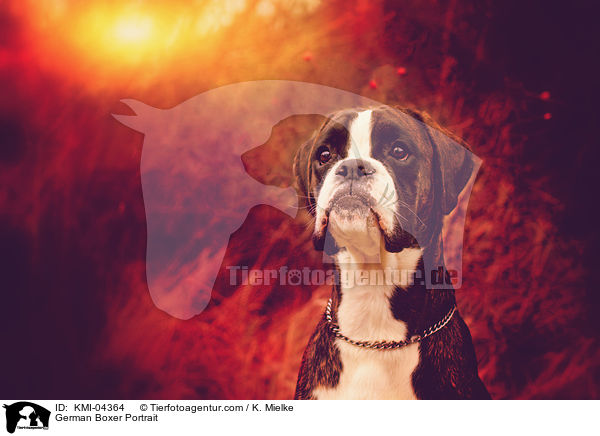 Deutscher Boxer Portrait / German Boxer Portrait / KMI-04364