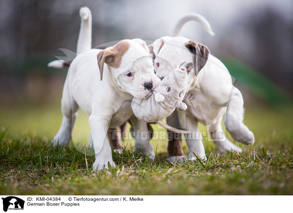 Deutscher Boxer Welpen / German Boxer Puppies / KMI-04384