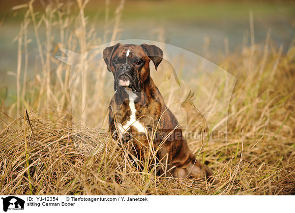 sitzender Deutscher Boxer / sitting German Boxer / YJ-12354