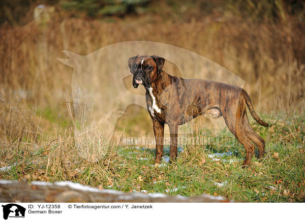 Deutscher Boxer / German Boxer / YJ-12358