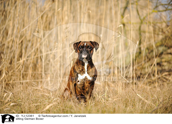 sitzender Deutscher Boxer / sitting German Boxer / YJ-12361