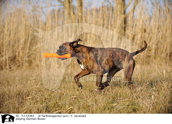 spielender Deutscher Boxer / playing German Boxer / YJ-12363