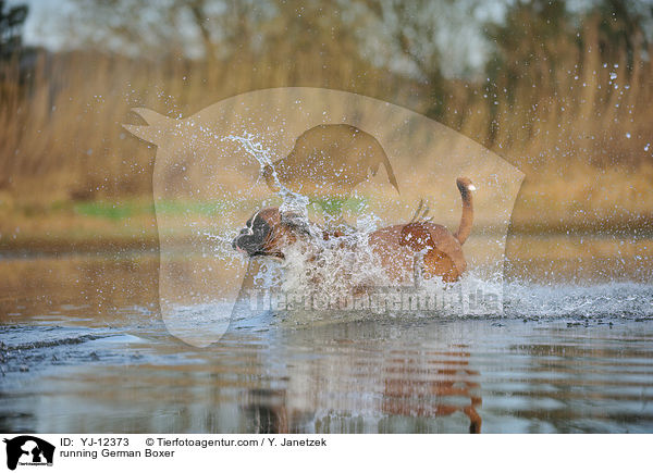 rennender Deutscher Boxer / running German Boxer / YJ-12373