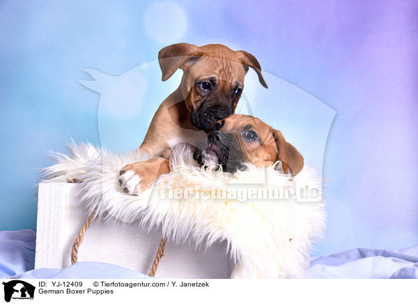 Deutscher Boxer Welpen / German Boxer Puppies / YJ-12409