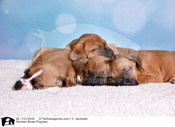 Deutscher Boxer Welpen / German Boxer Puppies / YJ-12433