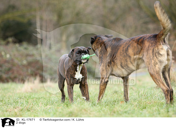 2 Hunde / 2 dogs / KL-17671