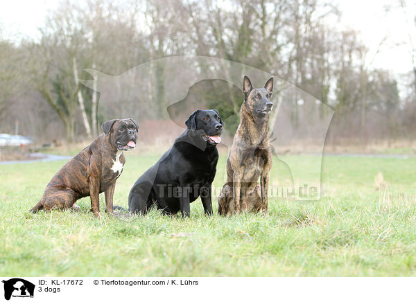 3 Hunde / 3 dogs / KL-17672