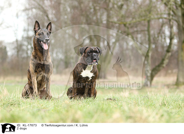 2 Hunde / 2 dogs / KL-17673