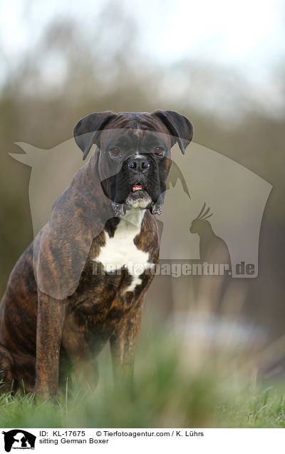 sitzender Deutscher Boxer / sitting German Boxer / KL-17675