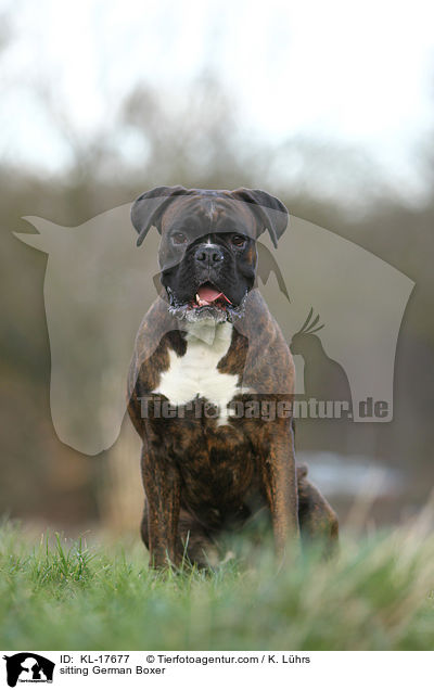 sitzender Deutscher Boxer / sitting German Boxer / KL-17677