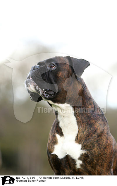 Deutscher Boxer Portrait / German Boxer Portrait / KL-17680