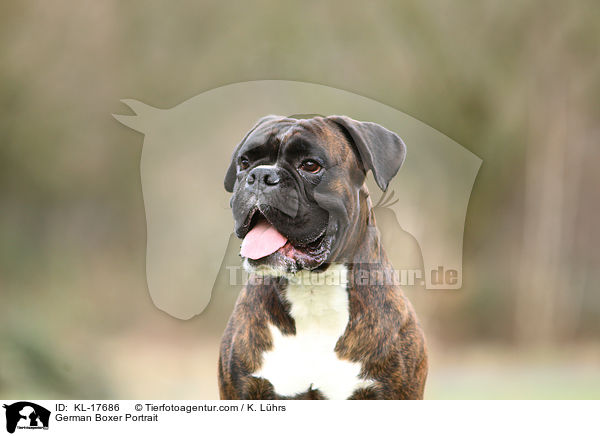 Deutscher Boxer Portrait / German Boxer Portrait / KL-17686