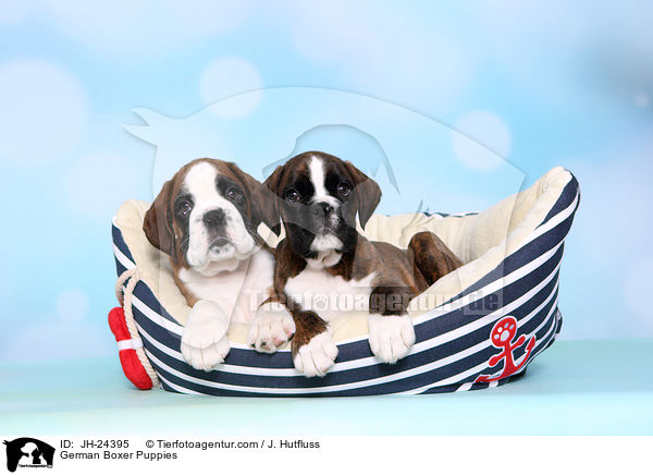 Deutsche Boxer Welpen / German Boxer Puppies / JH-24395