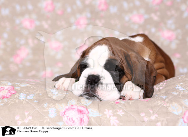 Deutscher Boxer Welpe / German Boxer Puppy / JH-24428