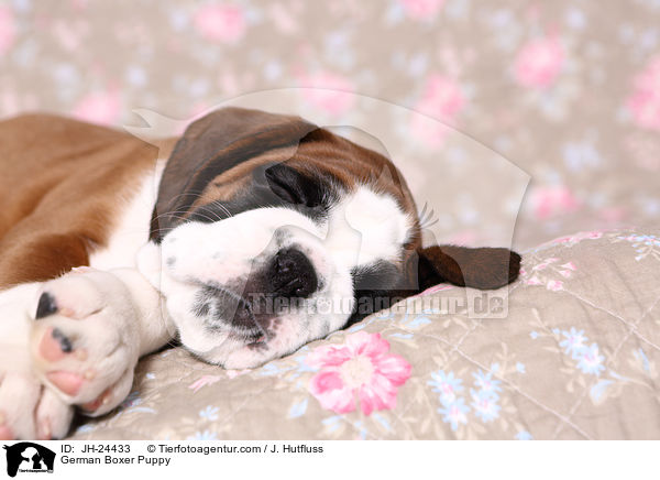 Deutscher Boxer Welpe / German Boxer Puppy / JH-24433