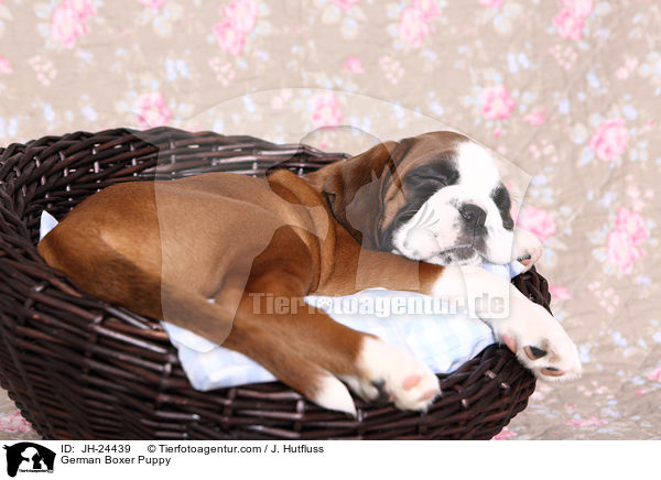 Deutscher Boxer Welpe / German Boxer Puppy / JH-24439