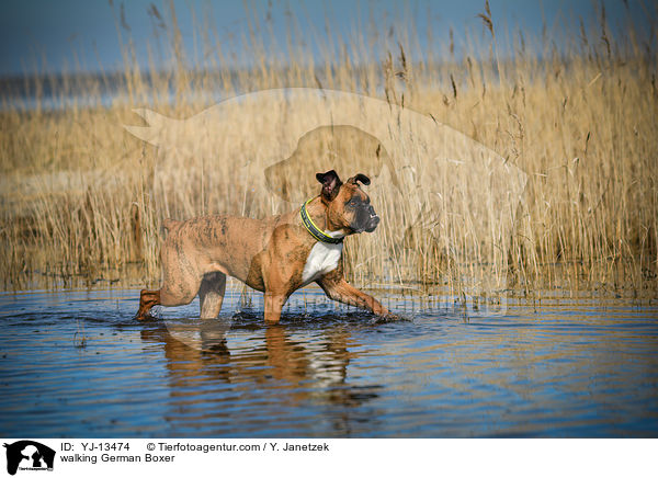 laufender Deutscher Boxer / walking German Boxer / YJ-13474