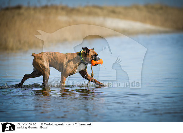 laufender Deutscher Boxer / walking German Boxer / YJ-13480